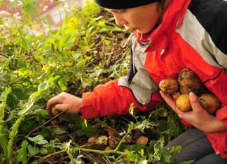 Urban Gardening ist die Stadt der Zukunft